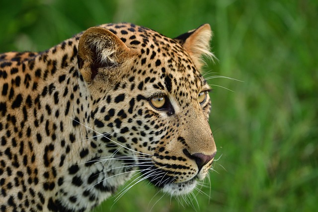 4 Day Lake Nakuru & Masai Mara Plains Private Safari